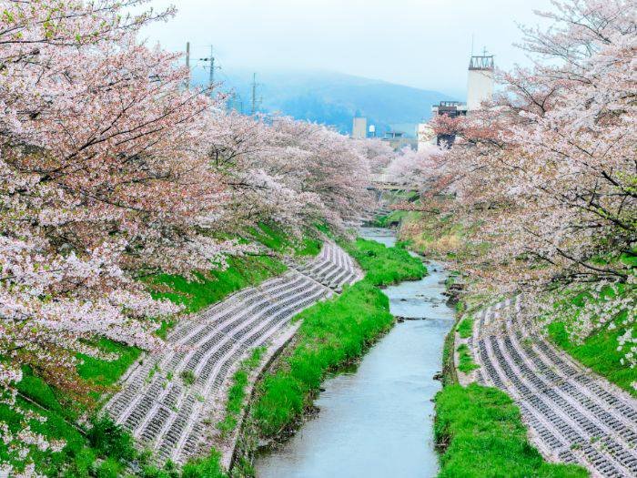 🌸 마타베 벚나무(마타베자쿠라) 이미지 6